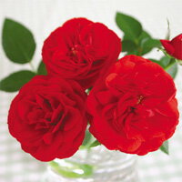 レッドシンフォニー【ミニバラ苗】四季咲き バラ苗 花壇 花 バラ 薔薇 ミニバラ 種類 ガーデニング バラ 鉢植えのサムネイル