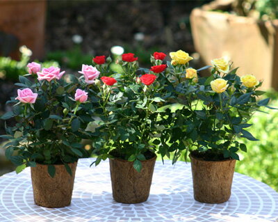 自然にやさしいミニ薔薇3鉢セット♪【送料無料】【楽ギフ_メッセ入力】