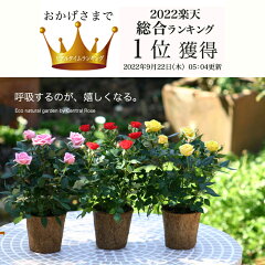 https://thumbnail.image.rakuten.co.jp/@0_mall/centralrose/cabinet/minibaraset/imgrc0081911697.jpg