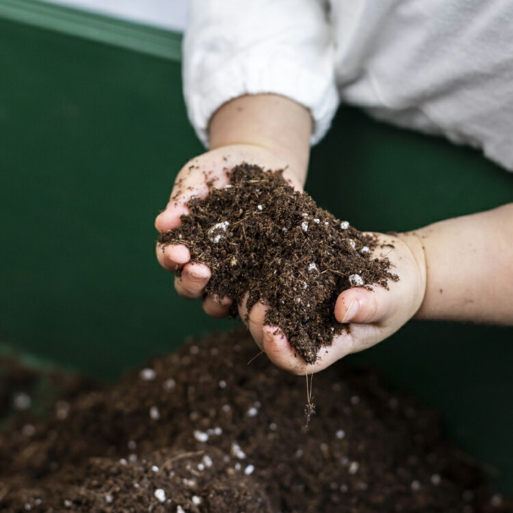 �ȼ��۹� �ߥ˥Х����������ڡ�1�ޡ�8��åȥ� �����߷�1���� ���󥰥��顼 ��� �����ǥ˥� ȯ��������͵�