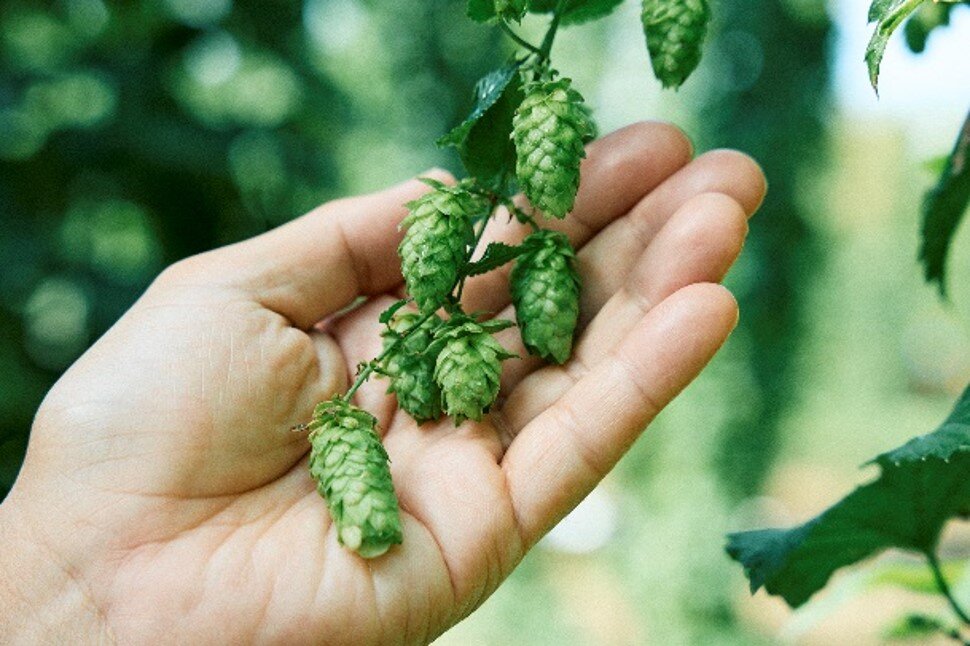 サッポロビール サッポロ黒ラベル東北ホップ100％缶500ml　ケース　送料無料　国産ビール　送料無料　東北エリア限定 東北の皆さまに愛され、本年で発売17年目 10/28発売　リトルスター　東北地区で本年収穫されたホップを100%使用 10/30頃発送予定 ご予約受付中