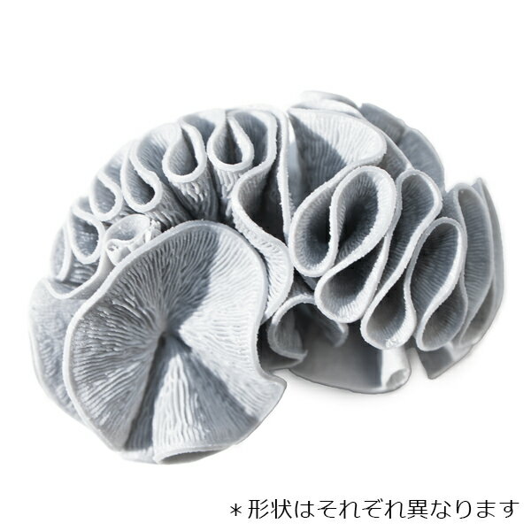 AMILA FUJINO SPIRALフジノスパイラル 1L 3