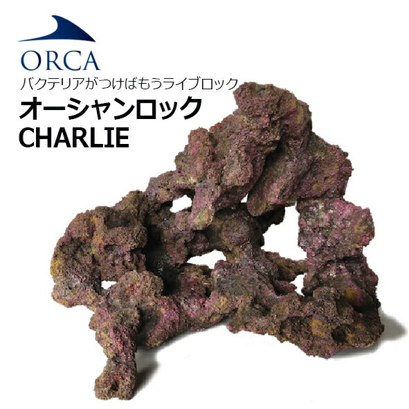 バクテリアがつけばもう ライブロック！ORCA OCEAN ROCK CHARIE　オーシャンロック チャーリー　1BOX入り 【お取寄せ商品】