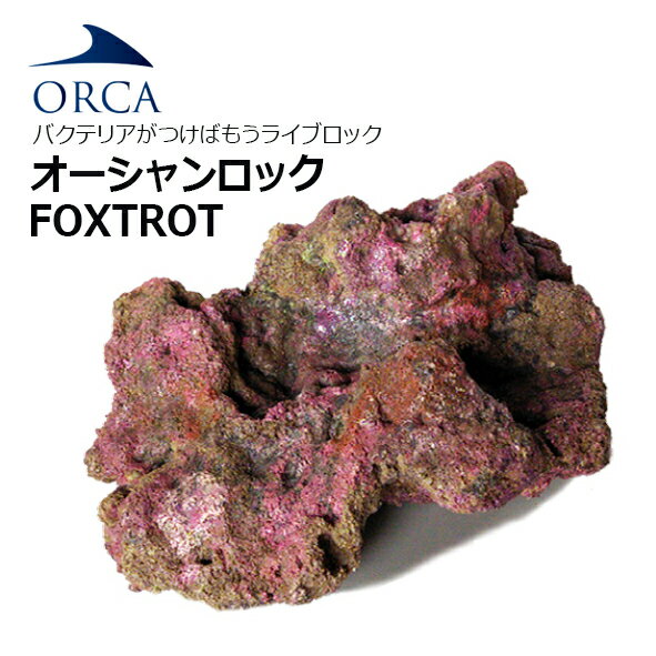 バクテリアがつけばもう ライブロック！ORCA OCEAN ROCK FOXTROT　オーシャンロック フォックス　1BOX入り