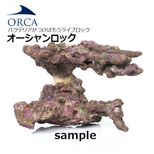 �Х��ƥꥢ���Ĥ��Ф⤦ �饤�֥��å���ORCA ALFA OCEAN ROCK BLAVO�����������å� �֥�ܡ���1BOX���� �ڤ���󤻾��ʡ�