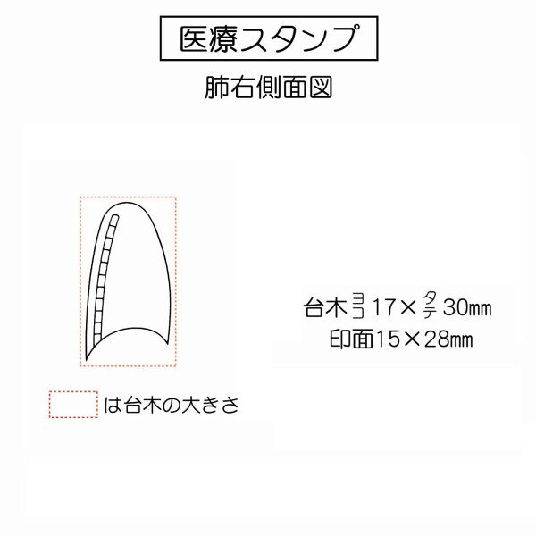 肺右側面図はんこ15×28