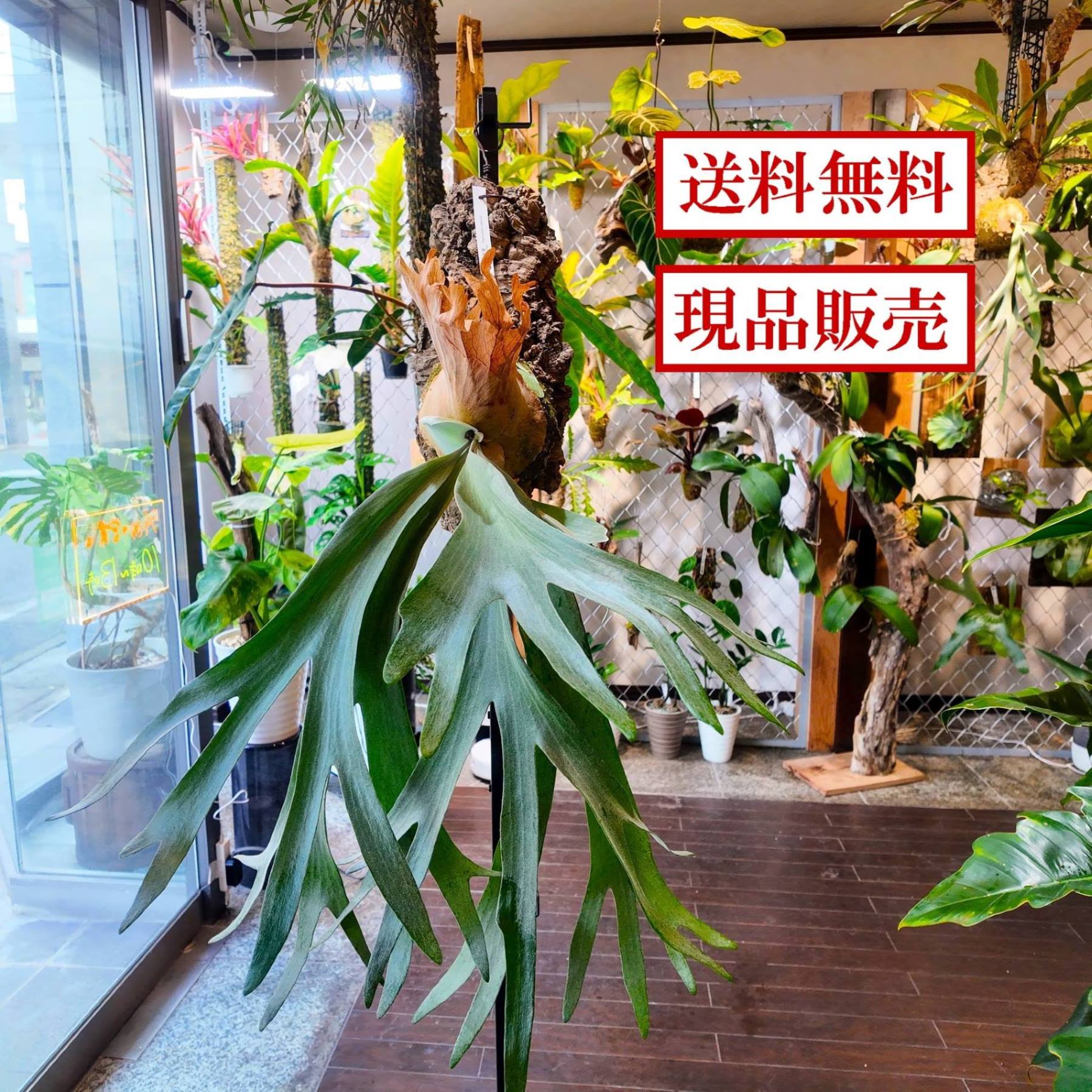 商品画像1