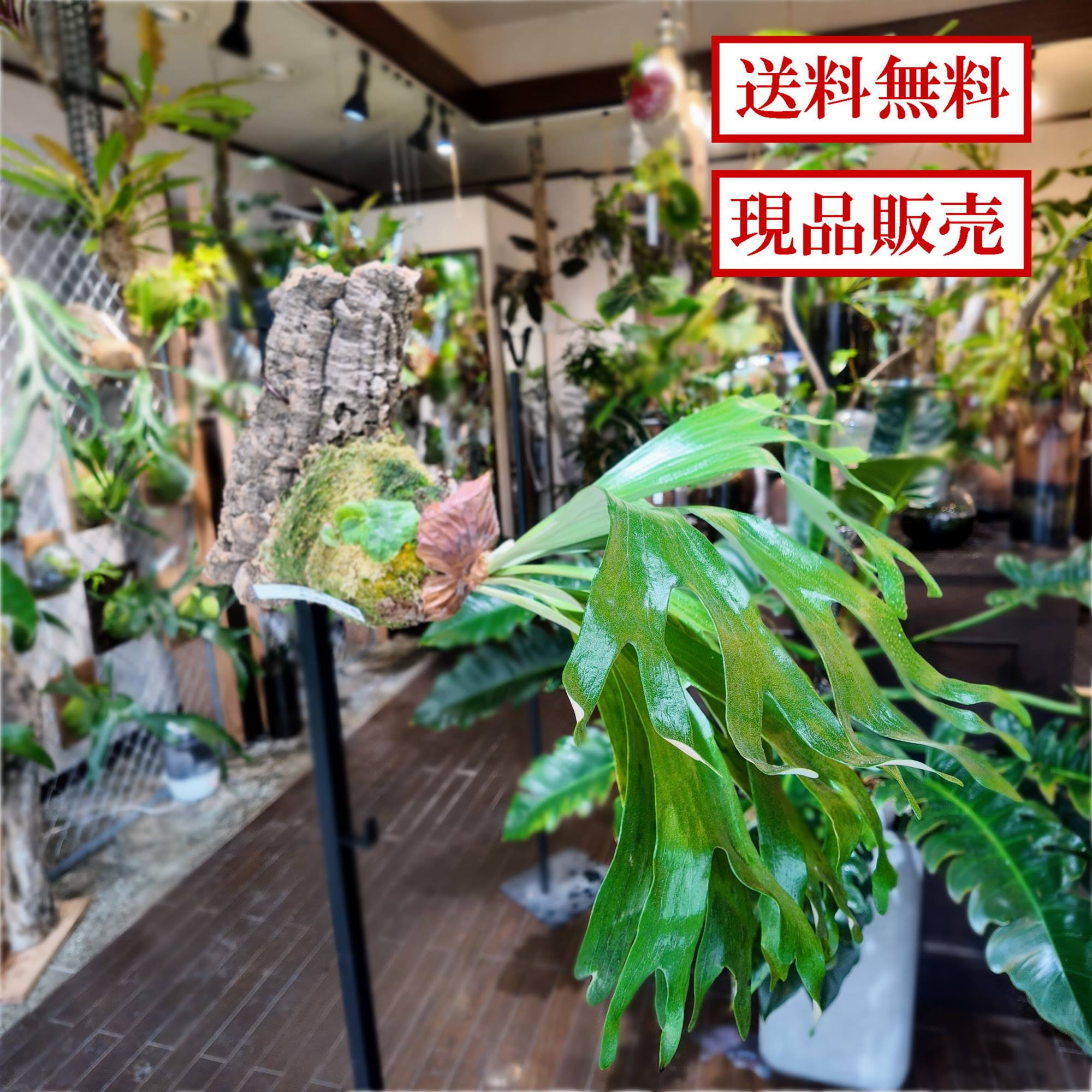 力強い胞子葉とマダガスカリエンセ譲りの貯水葉が魅力の品種です。お部屋にナチュラルな雰囲気をプラスし、落ち着いた空間を演出します。■撮影日：2025/12/4■サイズ：高31cm × 幅60cm × 奥60（コルク部分含む）■お手入れ/取り扱い注意事項春夏秋は水苔が乾いたら、たっぷりと水に浸してください。冬は水苔が乾いてから2〜3日後にたっぷりと水を与えてください。葉水をして湿度をたもってあげると喜びます。育成温度は15℃〜25℃。冬は10℃を下回らない室温が安心です。※10℃を下回る日があっても極端な低温でなければ、温度が原因で枯れることはありません。置場としては、窓からよく日が入る明るい場所や部屋の照明が照らされている場所が良く育ちます。エアコンの風が直接当たる場所に置くのは避けましょう。サーキュレーターなどで風を循環させてあげると蒸れ防止に繋がります。春〜秋の育成期には、薄めた液肥を月に2度ほど与えてください。成長が止る冬は肥料過多になるので与えないでも大丈夫です。■発送・注文に関する情報や注意事項ご注文から3営業日以内に発送いたします。安心してお受け取りできるよう、丁寧に梱包してお届けします。胞子葉がかなり発達した個体になります。梱包の際には細心の注意を払いますが、万が一傷つけてしまう可能性があることをご了承ください。■その他の情報や注意事項自然素材を使用しているため、葉の色合いや形状には個体差がございます。この特別な風合いも楽しんでいただけるポイントの一つです。※植物は日々変化します。葉色の変化や葉落ちもありますので、ご理解の上購入へお進みください。商品に関するお問い合せはフォームからお願い致します。※モニターの発色により実際の商品の色と異なる場合がございます。 使用植物 商品名に記載 サイズ 商品仕様をご覧ください 注意点 モニターの発色などにより実際の商品の色と異なる場合がございます。