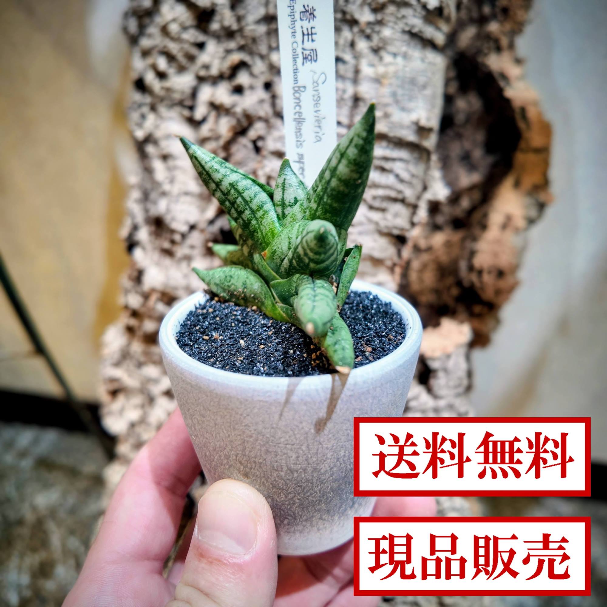 沖縄小浜島産サンスベリア120センチ前後新芽2本サービス 楽天市場】2号 サンスベリア（観葉植物｜花・観葉植物）：花・ガーデン