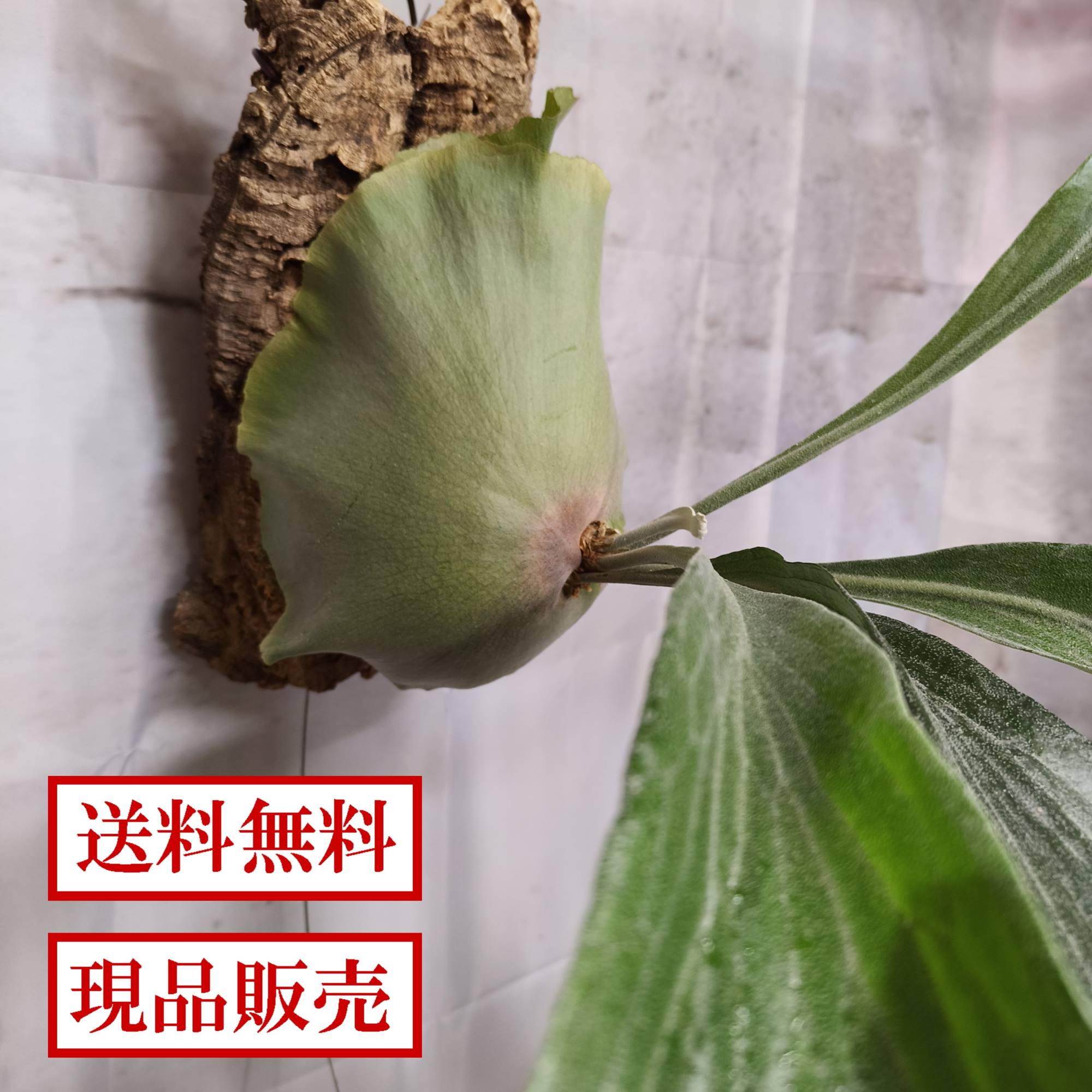 商品画像1