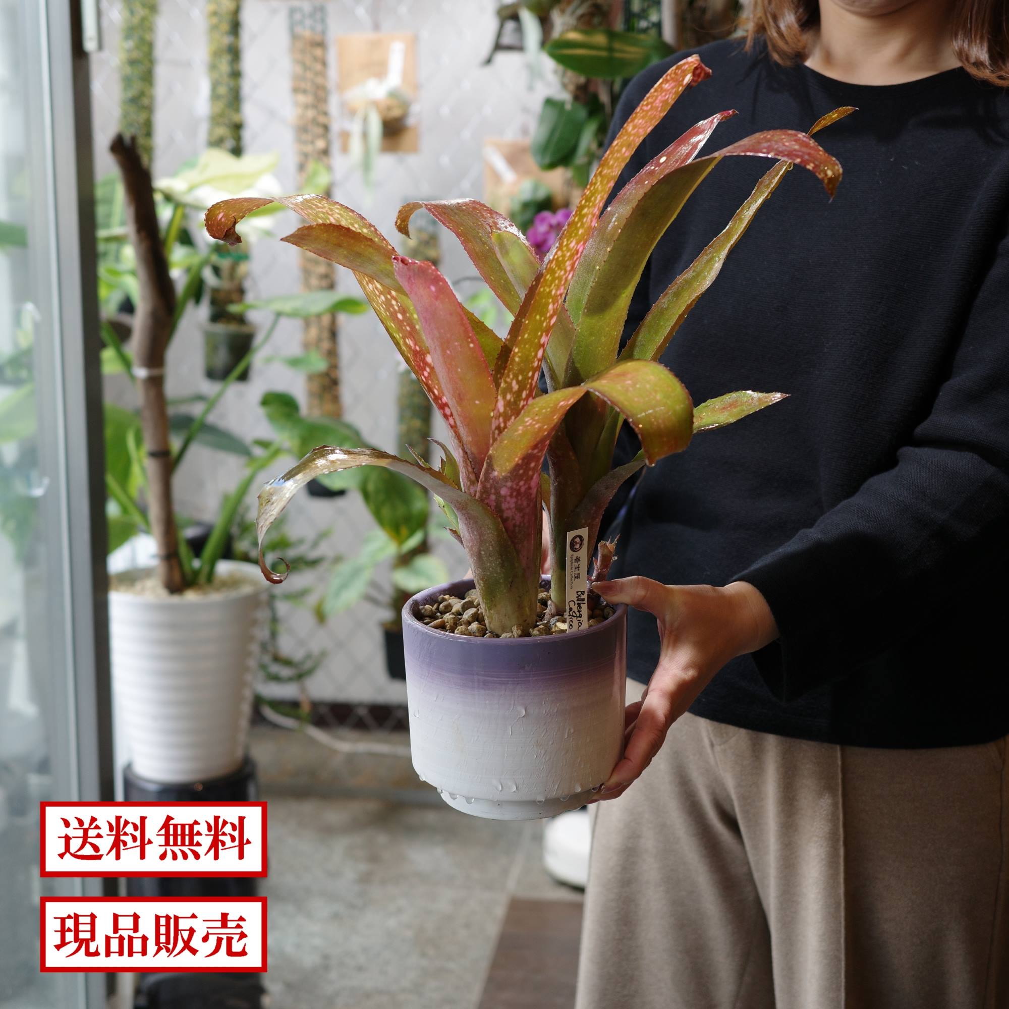 楽天市場】ビスマルキア（花・観葉植物｜花・ガーデン・DIY）の通販