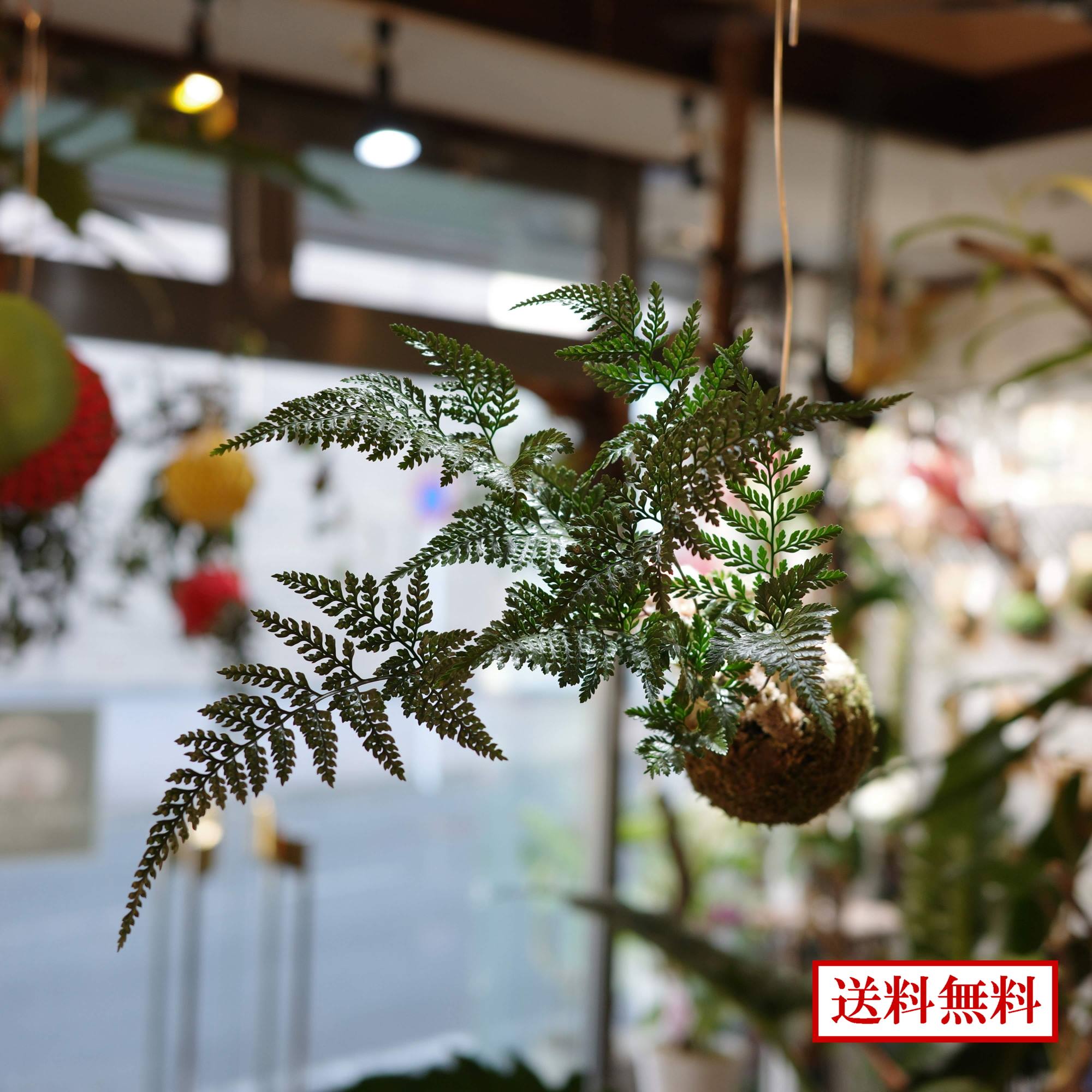 楽天市場】苔玉 トキワシノブの通販