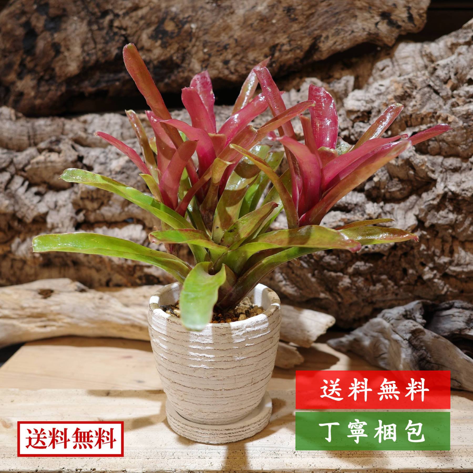 楽天市場】ネオレゲリア（高さ（植物）～ 70.9cm）の通販