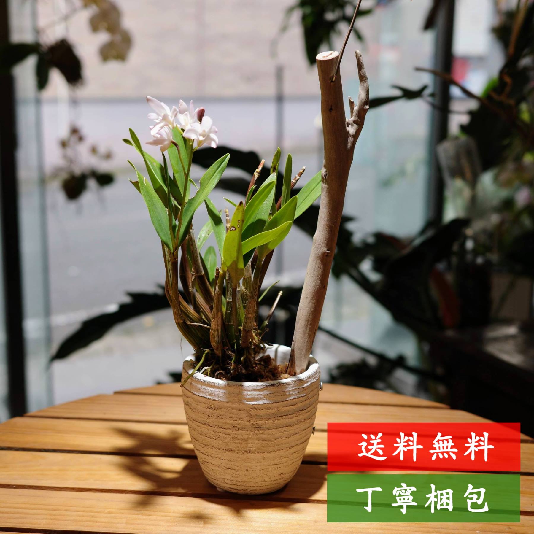 楽天市場】デンドロビウム（花・ガーデン・DIY）の通販