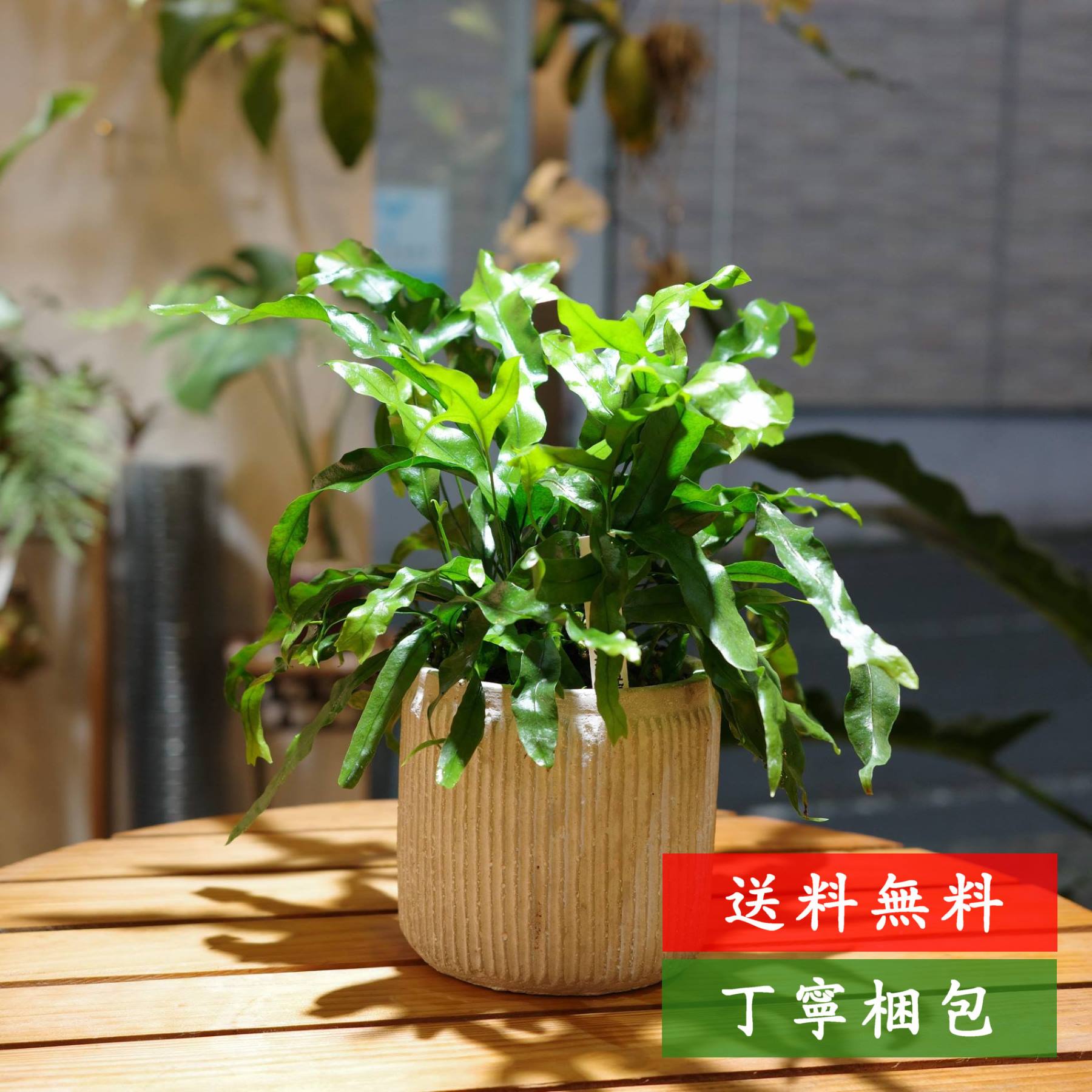 楽天市場】ミクロソリウム ディベルシフォリウム（花・ガーデン・DIY