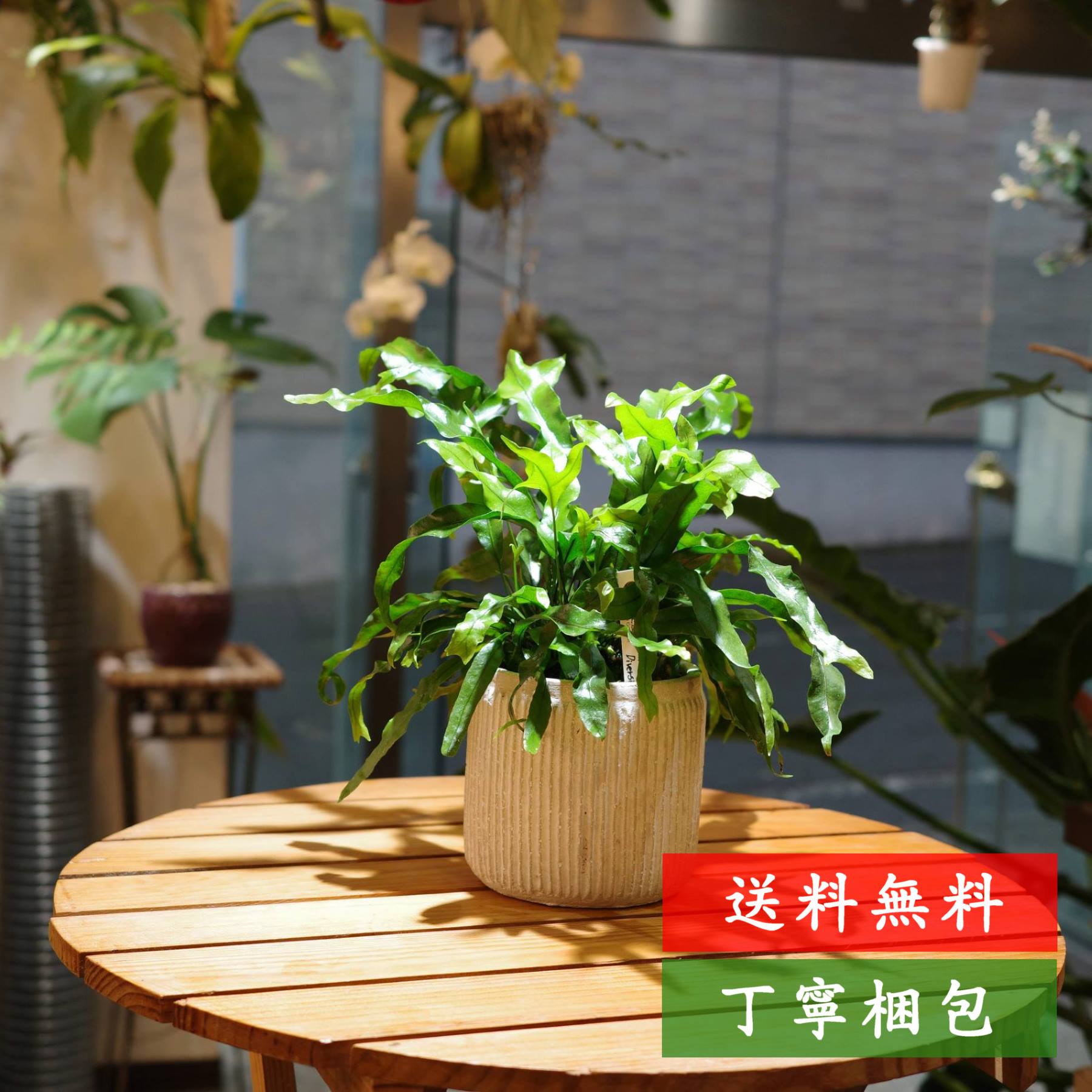 Cobalt Fern - ミクロソリウム ディベルシフォリウム（カンガルーファーン）そのまま飾れる 陶器鉢植え 3.5号 高さ30cmx幅35cmx奥行35cm