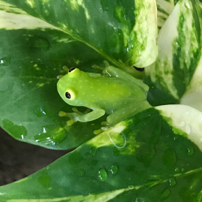 フライシュマンアマガエルモドキ 両生類　カエル　グラスフロッグ　ツリーフロッグ