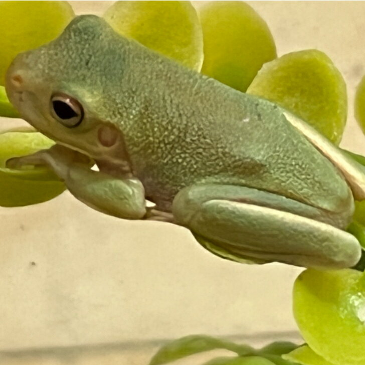 クツワアメガエルCB　ベビー4cm前後　別名ジャイアントツリーフロッグ　英名White-lipped Tree Frog