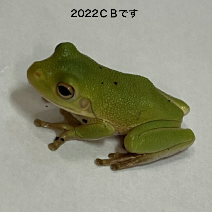 クツワアメガエルCB　ベビー4cm前後　別名ジャイアントツリーフロッグ　英名White-lipped Tree Frog