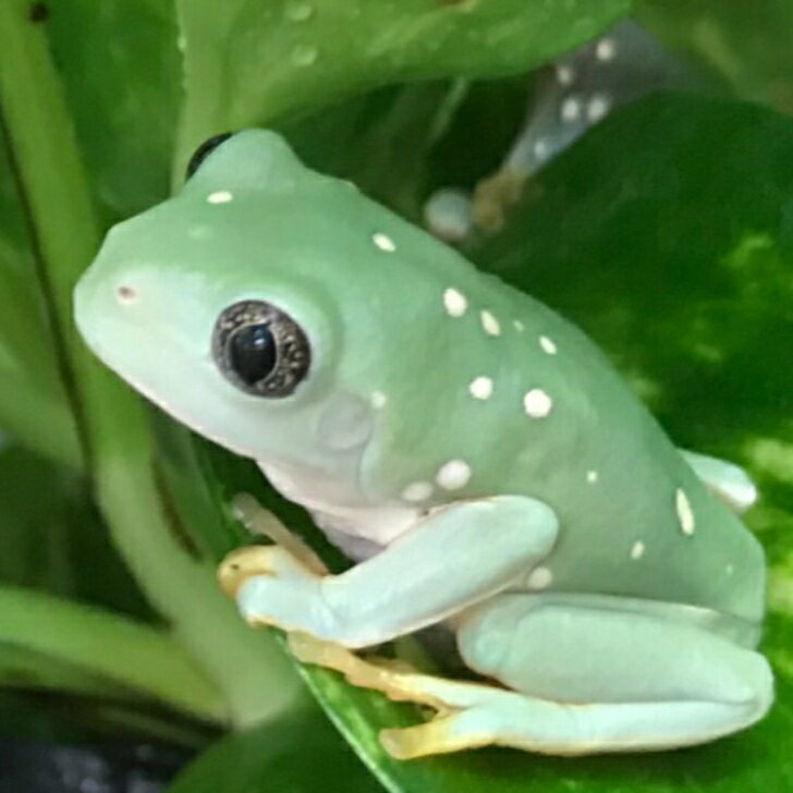 フトアマガエル 6cm メキシコフトアマガエル　両生類　カエル　ツリーフロッグ