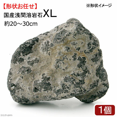 形状お任せ 浅間溶岩石 XLサイズ 約23～30cm 1個 アクアリウム レイアウト素材【HLS_DU】 関東当日便