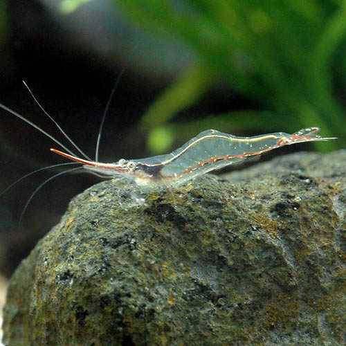 【12／5限定】当選確率2分の1！1等最