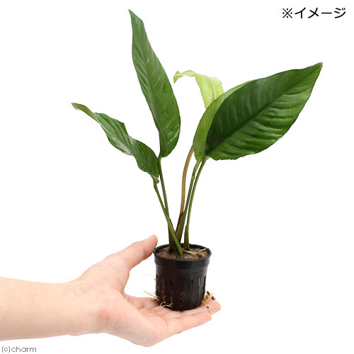 �ʿ���˥��̥ӥ������إƥ��ե����1�ݥå�ʬ��