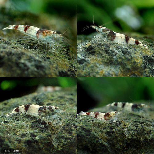 �ʥ��ӡ˥Х�֥�ӡ�������ס��˥塼�ӡ���4ɤ�ˡ��̳�ƻ���彣�Ҷ������ݲ�