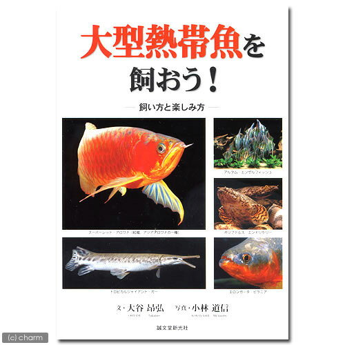 ■ミクロソリウム　セミナロー　ミニ流木付（1個）