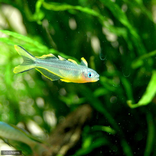 ��Ǯ�ӵ��˥ݥݥ�ǥå����ե륫����4ɤ�ˡ��̳�ƻ���彣�Ҷ������ݲ�