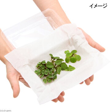 (浮草)おまかせ浮き草 3種セット(無農薬)(各1株)