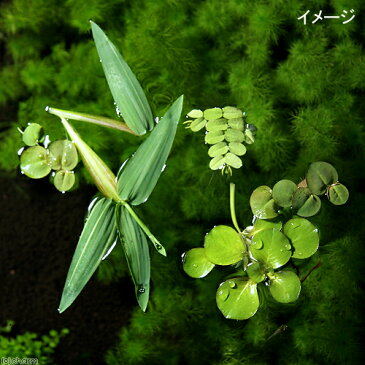 (浮草)おまかせ浮き草 3種セット(無農薬)(各1株)