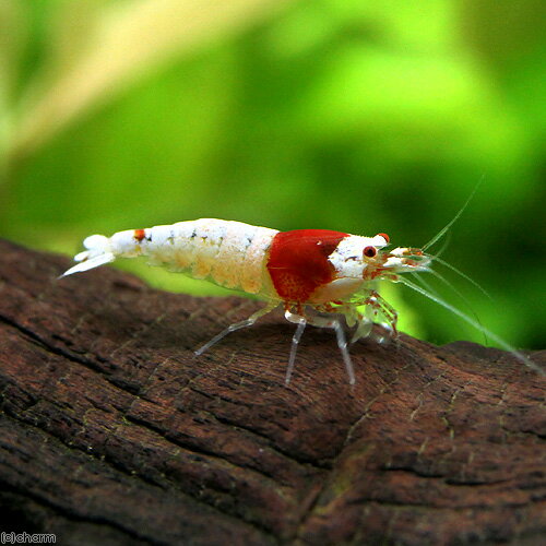 �ʥ��ӡ˥�åɥӡ�������ס��⥹���1ɤ�ˡ��̳�ƻ���彣�Ҷ������ݲ�