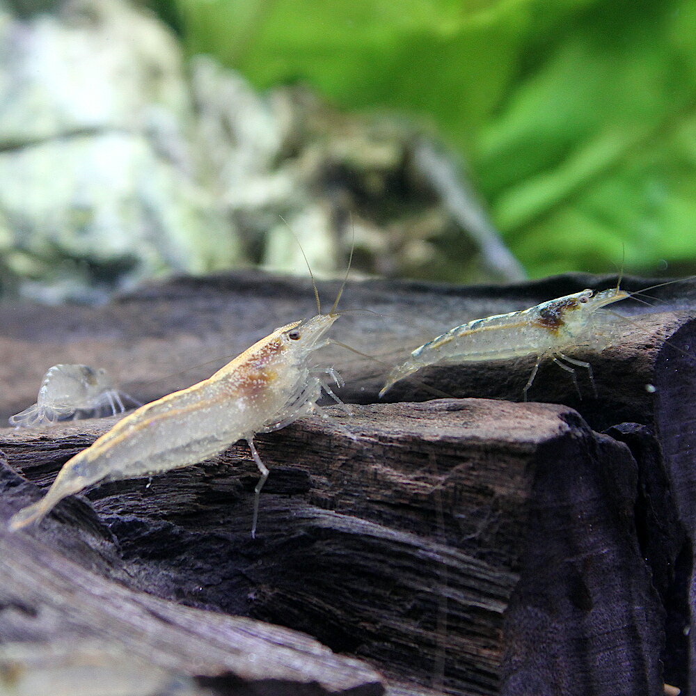 楽天市場 エビ トゲナシヌマエビ 6匹 北海道 九州航空便要保温 Charm 楽天市場店 2ページ目 みんなのレビュー 口コミ