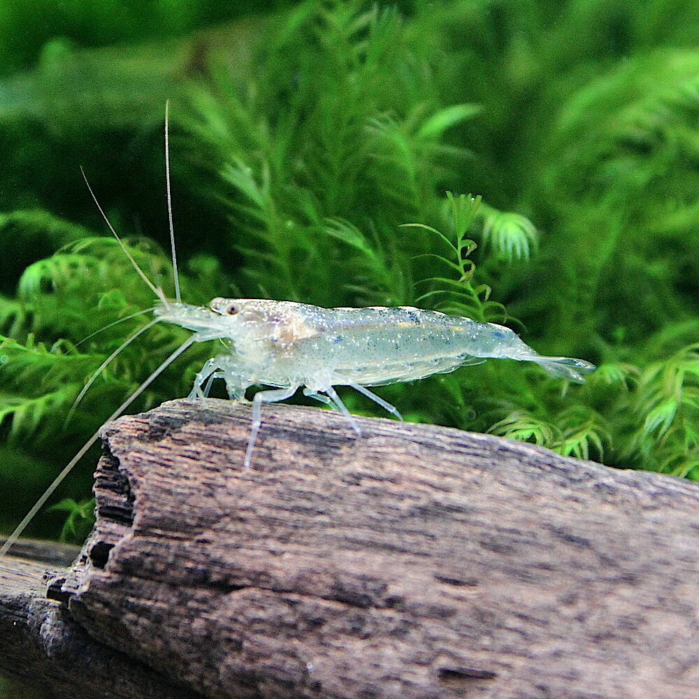 �ʥ��ӡ˥ȥ��ʥ��̥ޥ��ӡ�6ɤ�ˡ��̳�ƻ���彣�Ҷ������ݲ�