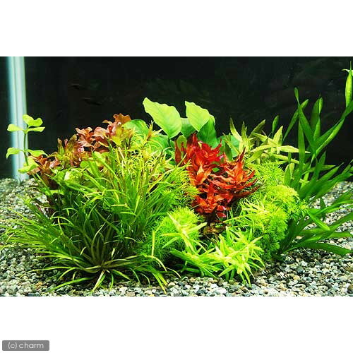 （水草）小型水槽用水草10種セット（無農薬）（1パック）　熱帯魚　北海道航空便要保温