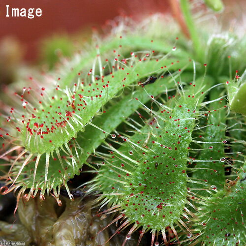 （食虫植物）コモウセンゴケ　2号（1ポット）