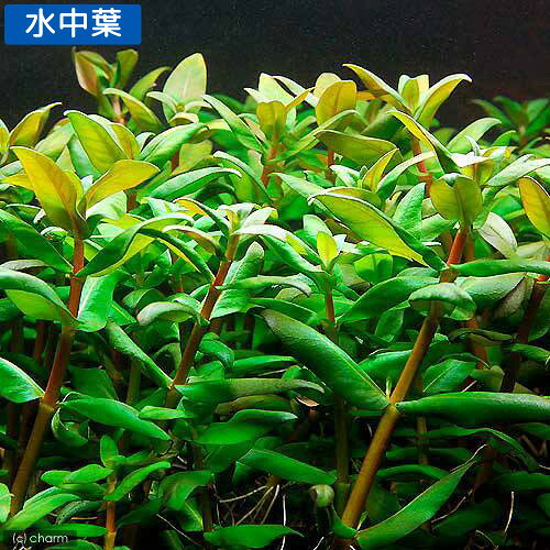 charm 楽天市場店の（水草）エナガアマニア（水上葉）（無農薬）（10本）｜アングル2