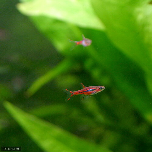 ��Ǯ�ӵ��˥ܥ�饹���֥ꥸ�å�����6ɤ�ˡ��̳�ƻ���彣�Ҷ������ݲ�