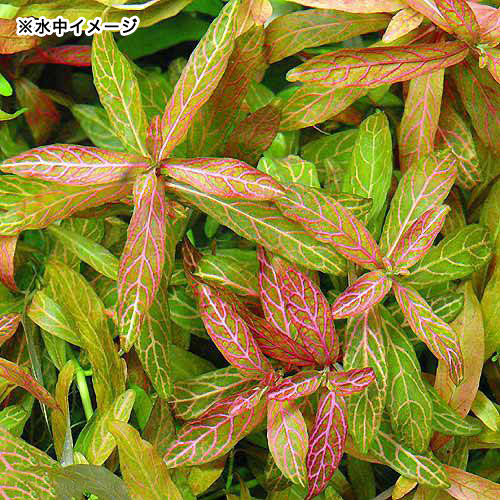 �ʿ���˥ϥ������ե��顡�������ͥ�������ʿ���աˡ�̵�����ˡ�10�ܡ�