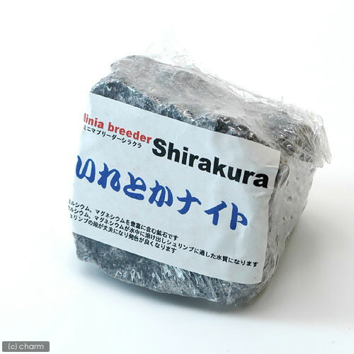 シラクラ　いれとかナイト　レイアウト