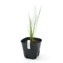 (ビオトープ)水生植物 クログワイ(1ポット) 湿性植物