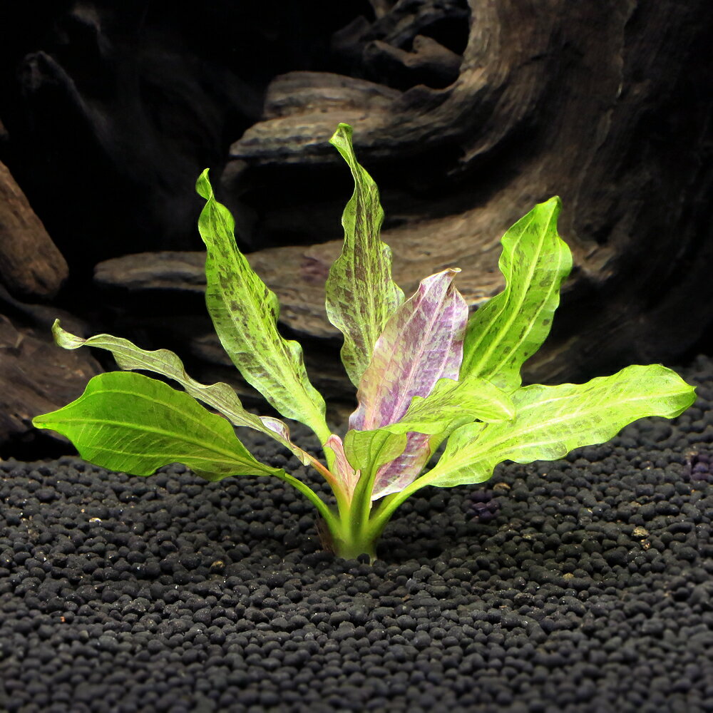 （水草）エキノドルス　オゼロットグリーン（水中葉）（無農薬）（1株）