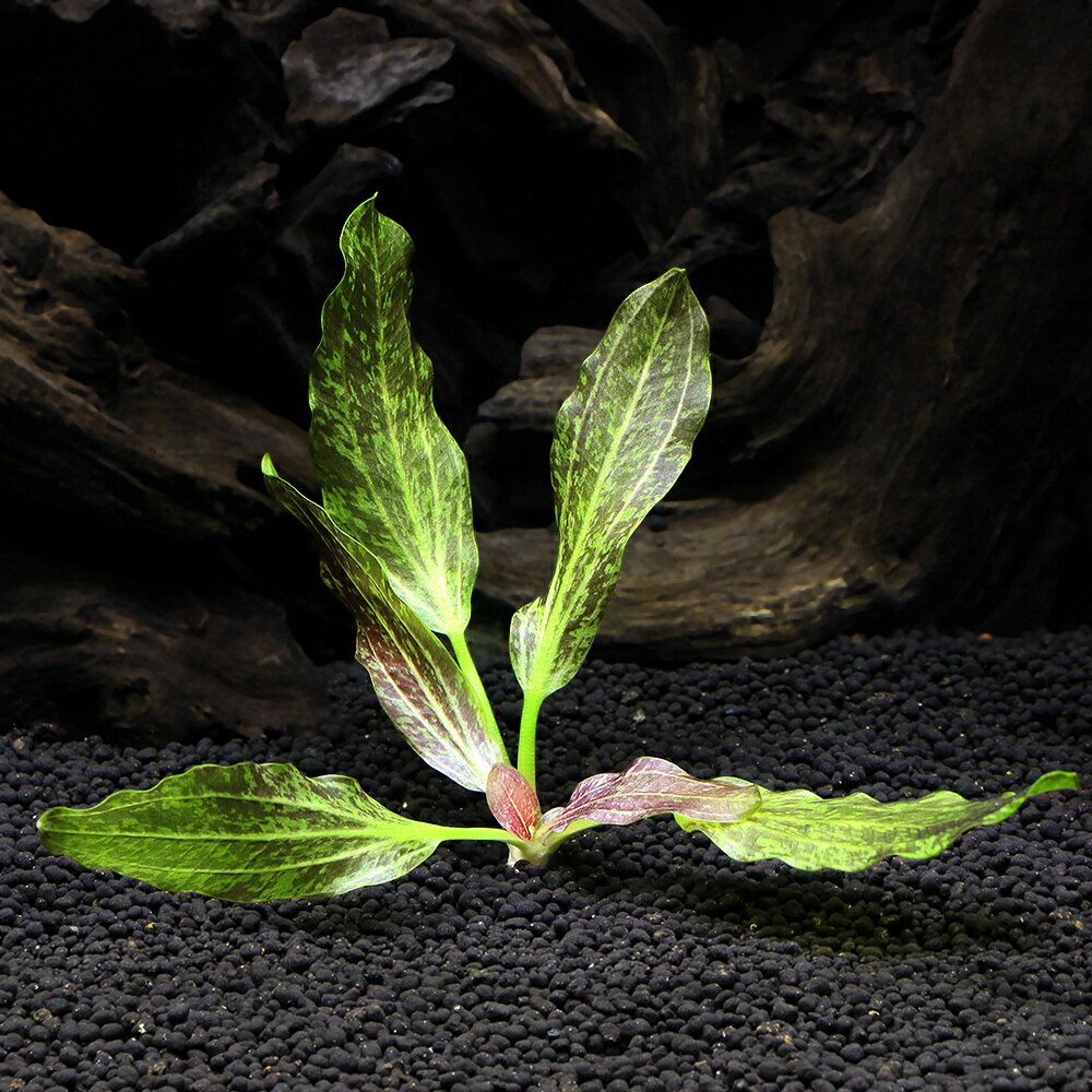 赤い斑の入った美しいエキノドルス！エキノドルス　グリーンフレーム（無農薬）（1株）販売名エキノドルス　グリーンフレーム別名ー販売単位株（バラ）　※ポットからばらした状態での発送となります。残留農薬状態無農薬学名（※）Echinodorus　‘green　flame’（※）…改良品種や学名が不明の種は流通名での記載の場合があります。分類オモダカ科（Alismataceae）エキノドルス属（Echinodorus） Echinos［ツンツンと尖った］＋doros［ホース］→尖った果実、という意味。分布改良品種どんな種類？育成難易度　→　★★★☆☆オモダカ科（Alismataceae）の植物。緑系の葉に赤い斑が入る美しいエキノドルスです。ある程度の照明（60cm水槽で20W2灯程度）と、できれば外部式フィルターや水中フィルター等のCO2を逃がしにくいタイプのフィルターの使用がお勧めです。また肥料分の吸収の多くを根から行う為、底床は厚めに敷いて下さい。古くなった葉はコケが付きやすくなり、色もくすんできますので、できるだけ付け根の近くからハサミでカットしてください。植え替えを行うと株が弱ります。頻繁に植え替えを行うと株の体力を消耗しきり成長が止まってしまったり、最悪枯死してしまう場合もあるので注意が必要です。逆に長期間植え替えずに維持すると1株で60cm水槽の半分を占めるほどのサイズとなる場合もあります。植え直しを行うことによりサイズを調整することができます。ただこの場合、根がかなりの広範囲に渡ってはえているいることが多いので、底床にはさみを入れて根をカットしながら慎重に引き抜いてください。サイズを抑える方法としては他に葉の枚数を5〜6枚に抑えて維持する方法が有ります。植え替えを行うよりも簡単で手間も掛かりませんが、見た目が貧相になりやすいので、この維持方法を取る場合はある程度の株数をまとめ植えするのがお勧めです。根張りが強く一度根付くと小型魚程度の力では抜かれる事が無い為、水草を引き抜いてしまう魚や底床をほじってしまうコリドラス等の水槽にもお勧めです。ただし根付くまでには時間がかかるので根元を石等で覆うなどの工夫は必要です。育成要件＆データ光量　　　　　　→　60cm20W3灯以上（2400〜3000lm）CO2　　　　　→　無くても可　1滴／3秒（60cm標準水槽相当）pH　　　　　　→　5〜7GH　　　　　　→　0〜6kH　　　　　　→　0〜温度　　　　　　→　20〜26度底砂　　　　　　→　ソイル、砂、大磯推奨水槽　　　→　30cm以上植栽位置　　　→　前□□■■□後草姿　　　　　→　ロゼット型最大草姿　　　→　長さ50cm生長速度　　　→　遅め　遅い増殖方法　　　→　株分け、シュート※…育成環境は一例です。必ずしもこの環境下であれば育つことを確約するものではございません。注意※表記サイズは1株（1本）でのおおよその目安です。育成環境や、成長の度合いにより最大サイズは異なります。Leaf　CO2　ボンベ　74g　1本　お一人様3点限り　炭酸ボンベ　汎用品　新瓶　二酸化炭素　水草育成　水草　水草水槽魚が簡単に飼える　リーフプロソイル　ノーマル　3L　熱帯魚　用品　お一人様9点限り（熱帯魚）オトシンクルス（3匹）　北海道・九州航空便要保温（エビ・貝）おまかせカノコ貝（3匹）　北海道・九州航空便要保温（水草）おまかせ水草詰め合わせパック　6種（計60本）（水上葉）（無農薬）（1パック）　北海道・九州航空便要保温水草トリミング3点セット（水草）置くだけ簡単　ゼオライトリング（グレー）おまかせ有茎草5種（水上葉）（無農薬）（計5個）　北海道航空便要保温（水草）ミニサイズ　Plants　Arrangement　ザ　ボンサイ（水上葉）（無農薬）（1個）　北海道・九州航空便要保温（熱帯魚）ビギナー向けおまかせコリドラス（5匹）　北海道・九州航空便要保温 … 熱帯魚　Ech　カ行　水草　エキノとその近縁　中景　エキノドルス　all_plants　wp_kywrd　weuig30　haiguro52　saki27to09　グリーン　フレーム　緑系　エキノ　Echinodorus　green　flame　Alismataceae　無農薬　ロゼット型　kaijyo　greenplants　toppatumizukusa　Aquarius　sp.　アクアリウス　y22m01■この商品をお買い上げのお客様は、下記商品もお買い上げです。※この商品には付属しません。■Leaf　CO2　ボンベ　74g　1本　お一人様3点限り　炭酸ボンベ　汎用品　新瓶　二酸化炭素　水草育成　水草　水草水槽魚が簡単に飼える　リーフプロソイル　ノーマル　3L　熱帯魚　用品　お一人様9点限り（熱帯魚）オトシンクルス（3匹）　北海道・九州航空便要保温（エビ・貝）おまかせカノコ貝（3匹）　北海道・九州航空便要保温（水草）おまかせ水草詰め合わせパック　6種（計60本）（水上葉）（無農薬）（1パック）　北海道・九州航空便要保温水草トリミング3点セット（水草）置くだけ簡単　ゼオライトリング（グレー）おまかせ有茎草5種（水上葉）（無農薬）（計5個）　北海道航空便要保温（水草）ミニサイズ　Plants　Arrangement　ザ　ボンサイ（水上葉）（無農薬）（1個）　北海道・九州航空便要保温（熱帯魚）ビギナー向けおまかせコリドラス（5匹）　北海道・九州航空便要保温