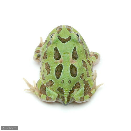 ��ξ����˥���󥦥���ĥΥ����롡�ڥѡ��ߥ�ȷϡ�1ɤ�ˡ��̳�ƻ���彣�Ҷ������ݲ�