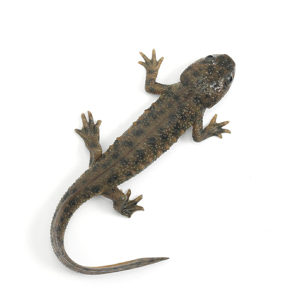 ��ξ����˥��٥ꥢ�ȥ������ʥ��ڥ��󥤥��ˡ�CB���Ρ�1ɤ�ˡ��̳�ƻ�Ҷ������ݲ�