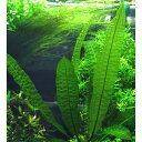 (水草)アポノゲトン ボイビニアヌス(無農薬)(1株)