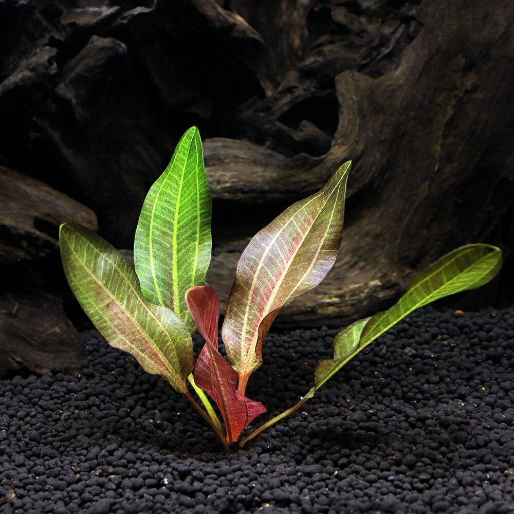 鮮やかな赤?赤紫色が美しいエキノドルスです！エキノドルス　ジャングルスター　NO．2　スモールベアー（1株）（デナリー便）販売名エキノドルス　ジャングルスター　NO．2　スモールベアー（デナリー便）別名エキノドルス学名（※）Echinodorus Dschungelstar No.E02　”Small　Bear”（※）…改良品種や学名が不明の種は流通名での記載の場合があります。分類オモダカ科（Alismataceae）エキノドルス属（Echinodorus）分布改良品種どんな種類？育成難易度　　　　→　★★★☆☆緑〜黄色の葉をベースに赤い幾何学模様が乗る大変美しいエキノドルスです。オモダカ科（Alismataceae）の植物。南米に幅広く分布する植物で、多くの種類は水中葉を展開するため水槽内のセンタープラントとして古くから利用されている種類です。東南アジアで多くの改良品種が歳出されていますが、ファームにより多少の草姿の違いが見受けられます。ある程度の照明（60cm水槽で20W2灯程度）と、できれば外部式フィルターや水中フィルター等のCO2を逃がしにくいタイプのフィルターの使用がお勧めです。また肥料分の吸収の多くを根から行う為、底床は厚めに敷いて下さい。古くなった葉はコケが付きやすくなり、色もくすんできますので、できるだけ付け根の近くからハサミでカットしてください。植え替えを行うと株が弱ります。頻繁に植え替えを行うと株の体力を消耗しきり成長が止まってしまったり、最悪枯死してしまう場合もあるので注意が必要です。逆に長期間植え替えずに維持すると水槽の半分を占めるほどのサイズとなる場合もあります。植え直しを行うことによりサイズを調整することができます。ただこの場合、根がかなりの広範囲に渡ってはえているいることが多いので、底床にはさみを入れて根をカットしながら慎重に引き抜いてください。育成要件＆データ光量（LED）　　　　→　60cm20W2灯以上（2400lm〜）CO2　　　　　→　無くても可　1滴／3秒（60cm標準水槽相当）pH　　　　　　→　5〜7．5GH　　 　 →　0〜6kH　　　　　　→　0〜6温度　　　　　　→　20〜28度底砂　　　　　　→　ソイル、砂、大磯推奨水槽　　　　→　60cm以上植栽位置　　　　→　前□□■■■後草姿　　　　　　→　ロゼット型最大草姿　　　　→　横50cm　高さ80cm以上生長速度　　　　→　遅め増殖方法　　　　→　シュート※…育成環境は一例です。必ずしもこの環境下であれば育つことを確約するものではございません。注意※表記サイズは1株（1本）でのおおよその目安です。育成環境や、成長の度合いにより最大サイズは異なります。※入荷状況等により、水上葉、水中葉どちらの可能性もございます。ご了承ください。PSBQ10　ピーエスビーキュート　淡水用　30mL5個セット　光合成細菌　バクテリア　熱帯魚（生餌）淡水用　微生物で水質向上セット　エサ用ゾウリムシミックス＋PSBQ10　本州四国限定パワーハウス　ベーシック（ソフトタイプ）　Sサイズ　淡水用　5リットル　微酸性　ろ材　pH維持Plants　Green　プランツグリーン　250ml　（水草の栄養液）（熱帯魚）オトシンクルス（3匹）　北海道・九州航空便要保温（エビ）ミナミヌマエビ（10匹）（＋1割おまけ）Fe　Energy（エフイーエナジー）　400g　5mm　（水草の栄養素）Fe　Energy（エフイーエナジー）　アクア　濃縮タイプ　20mL　（水草の栄養液）魚が簡単に飼える　リーフプロソイル　pHダウン　8L　pH4．5〜5．5　お一人様3点限り　吸着ソイル　国産　熱帯魚　用品日本動物薬品　ニチドウ　水草が育つCO2リキッド　2本入　（緑）アクロ　化学反応式CO2ジェネレーターセット　クエン酸重曹付属　水草育成 … PF_SPQ　熱帯魚　Ech（サ行）　デナリー特集　水草　水草　エキノとその近縁　デナリー・ジャングルスター　エキノドルス　all_plants　wp_kywrd　wptop5_151208　Aquarius　sp.　アクアリウス　y26m02　2026zenki　20260224　DS■この商品をお買い上げのお客様は、下記商品もお買い上げです。※この商品には付属しません。■PSBQ10　ピーエスビーキュート　淡水用　30mL5個セット　光合成細菌　バクテリア　熱帯魚（生餌）淡水用　微生物で水質向上セット　エサ用ゾウリムシミックス＋PSBQ10　本州四国限定パワーハウス　ベーシック（ソフトタイプ）　Sサイズ　淡水用　5リットル　微酸性　ろ材　pH維持Plants　Green　プランツグリーン　250ml　（水草の栄養液）（熱帯魚）オトシンクルス（3匹）　北海道・九州航空便要保温（エビ）ミナミヌマエビ（10匹）（＋1割おまけ）Fe　Energy（エフイーエナジー）　400g　5mm　（水草の栄養素）Fe　Energy（エフイーエナジー）　アクア　濃縮タイプ　20mL　（水草の栄養液）魚が簡単に飼える　リーフプロソイル　pHダウン　8L　pH4．5〜5．5　お一人様3点限り　吸着ソイル　国産　熱帯魚　用品日本動物薬品　ニチドウ　水草が育つCO2リキッド　2本入　（緑）アクロ　化学反応式CO2ジェネレーターセット　クエン酸重曹付属　水草育成