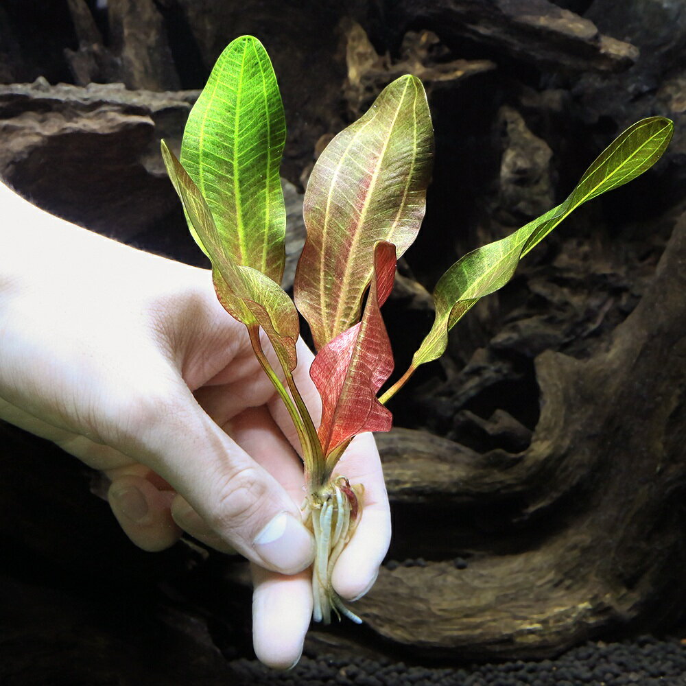 �ʿ���˥����Υɥ륹������󥰥륹������NO��2�����⡼��٥����ʥǥʥ꡼�ءˡ�̵�����ˡʿ����աˡ�1����