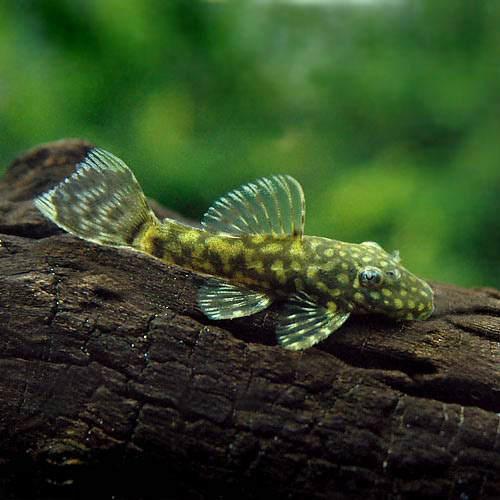 （熱帯魚）ミニブッシープレコ（2匹）　北海道・九州航空便要保温